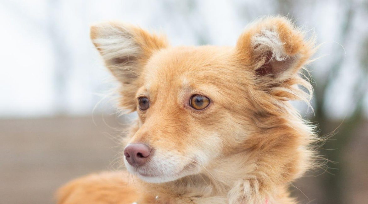Chiens à adopter